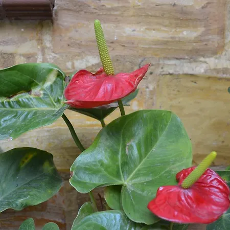 Casa Turistica Patio Cordobes - Parking Privado En La Juderia * Cordoba