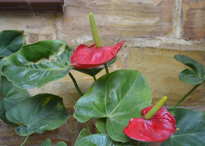 Casa Turistica Patio Cordobes - Parking Privado En La Juderia * Κόρδοβα